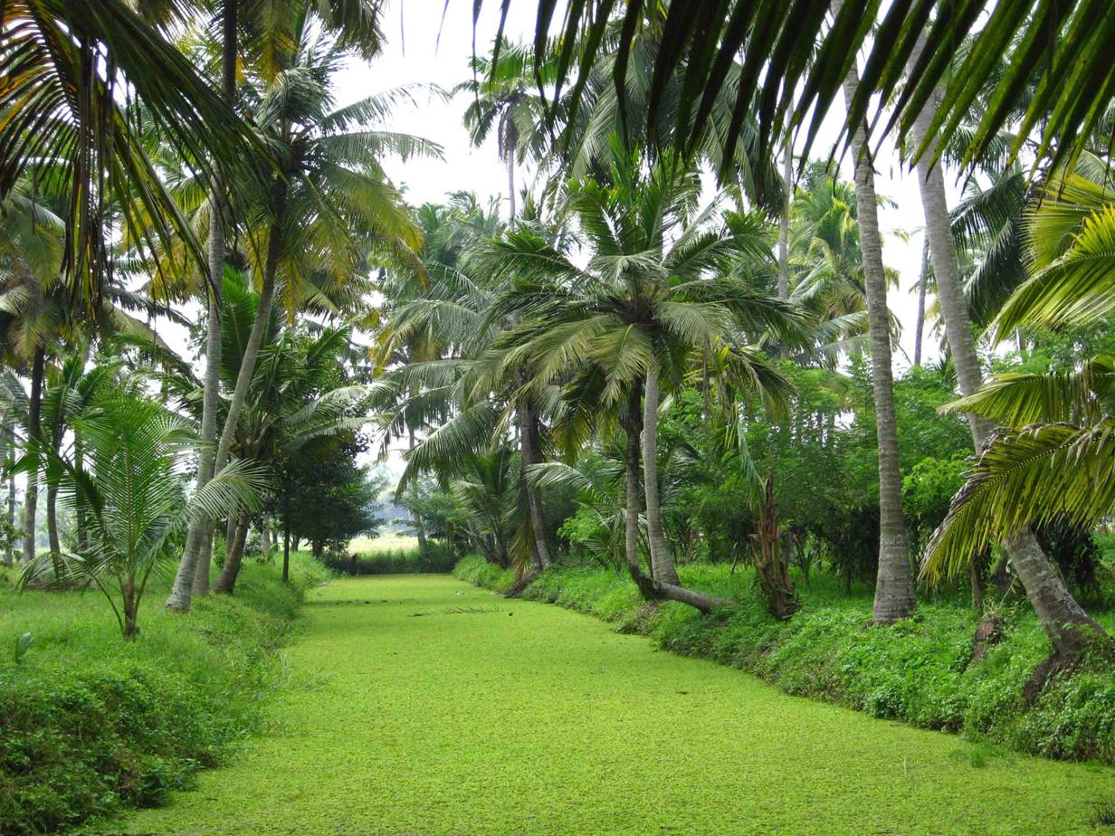 discovering the ethics and beauty of kerala